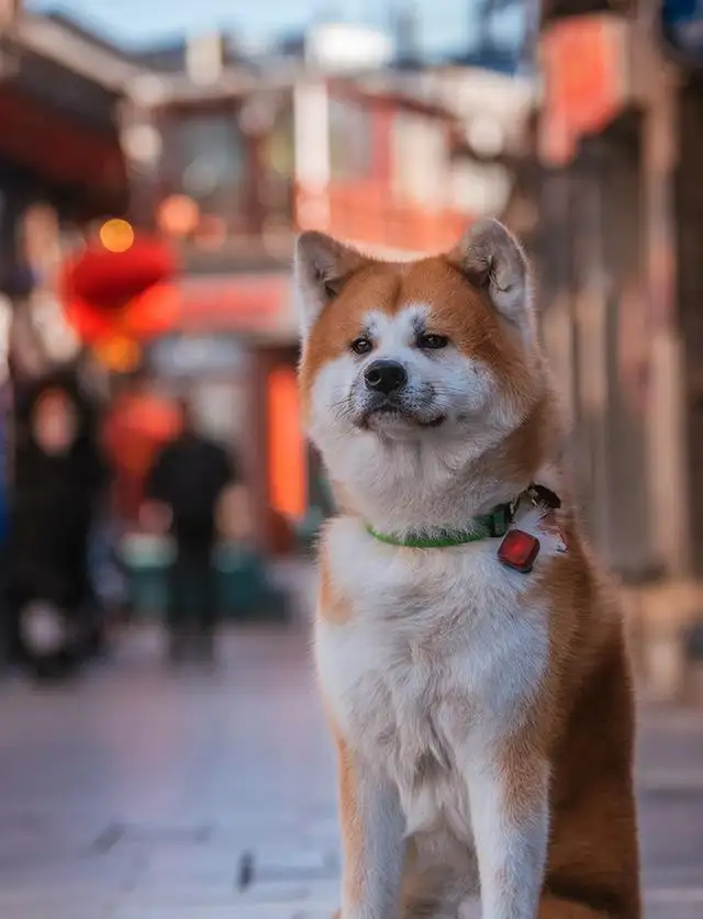 正宗秋田犬多少钱一只(正宗秋田犬多少钱一只幼犬)