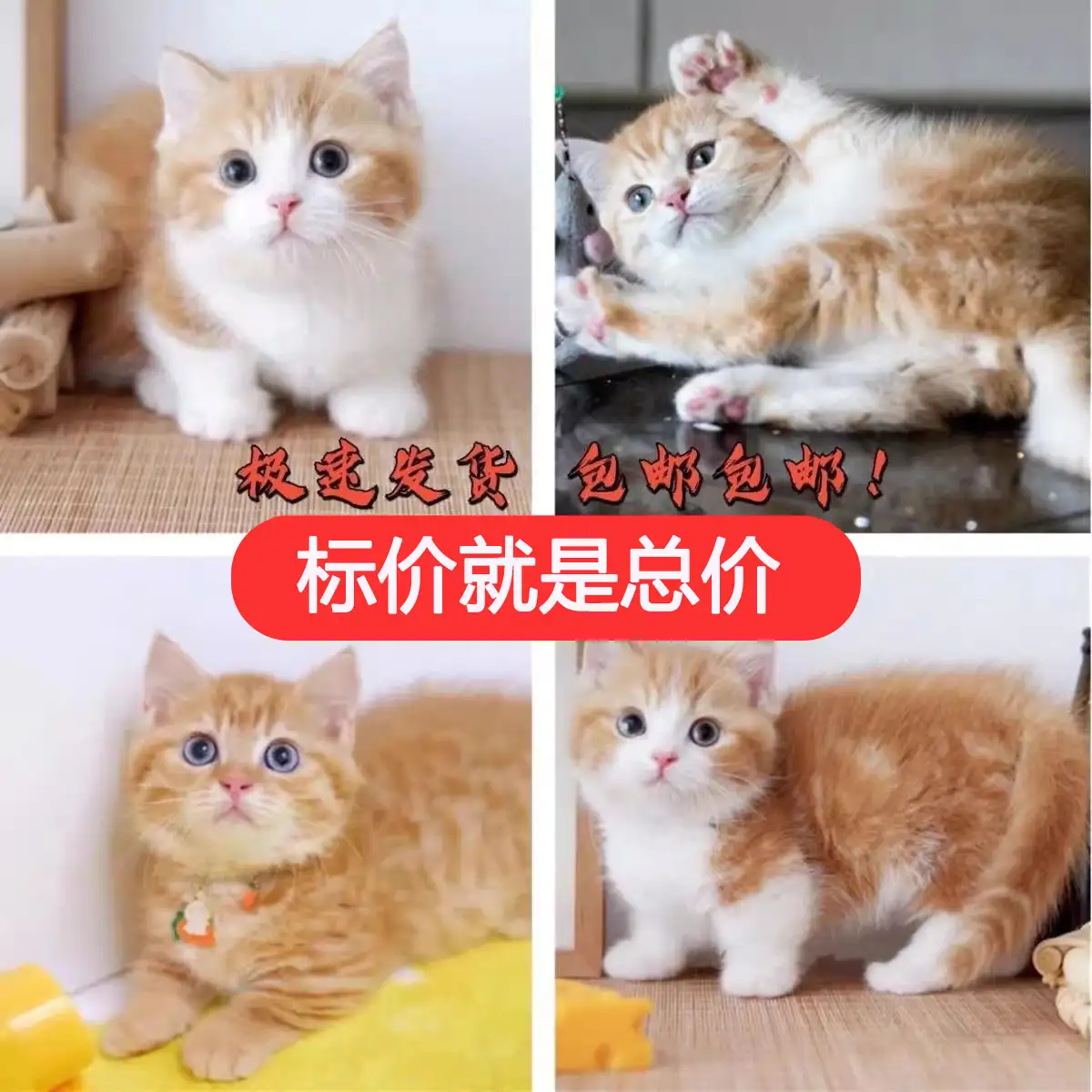 家庭养什么品种的猫好(家养什么品种的猫比较好)