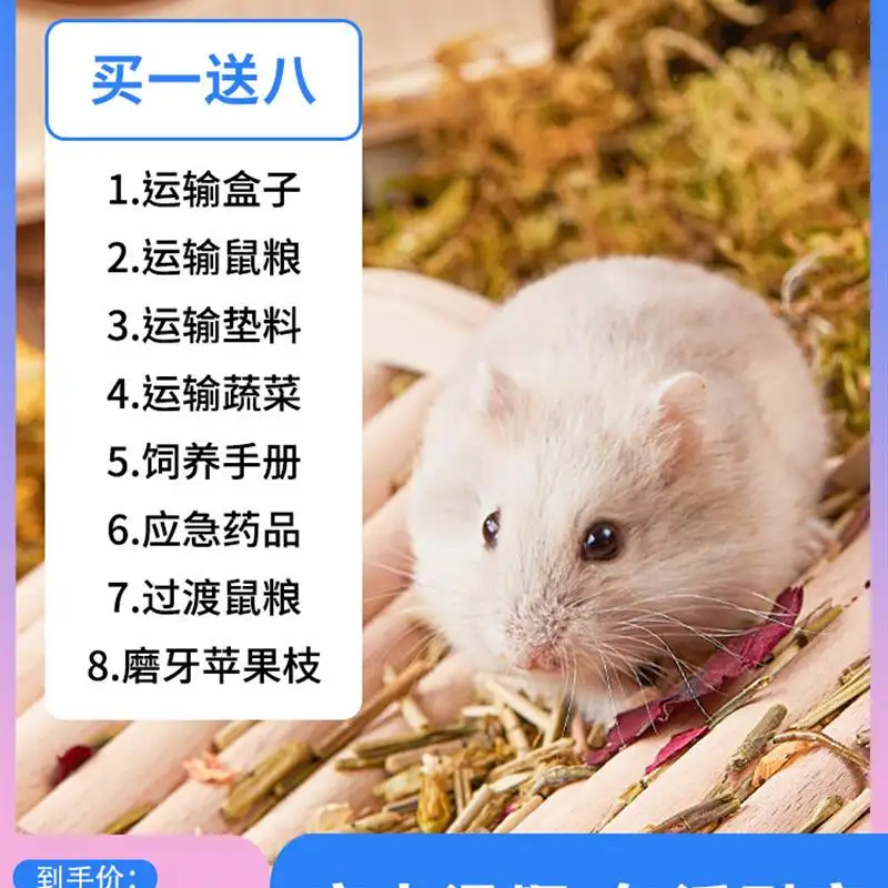 紫仓仓鼠的寿命(紫仓仓鼠寿命长吗)