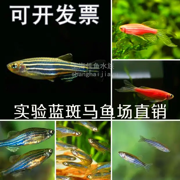 实验斑马鱼养殖(实验斑马鱼养殖技术)