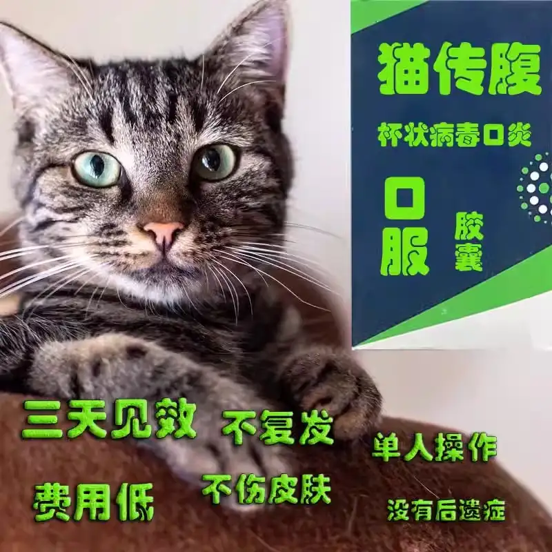 什么是猫咪干性传腹(猫咪得了干性传腹会自愈吗)