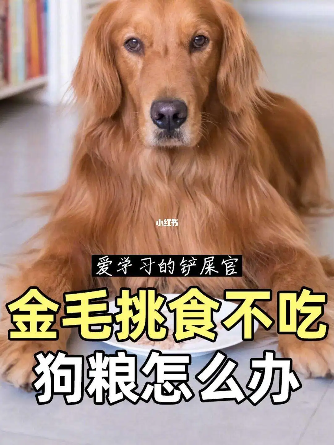 金毛吃的什么狗粮(金毛适合吃哪种狗粮)