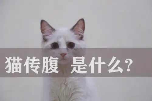 猫咪什么原因导致猫传腹(什么原因会导致猫得猫传腹)