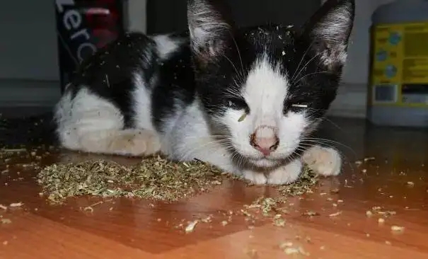 猫薄荷什么时候给猫吃(猫薄荷多久喂一次一次喂多少)