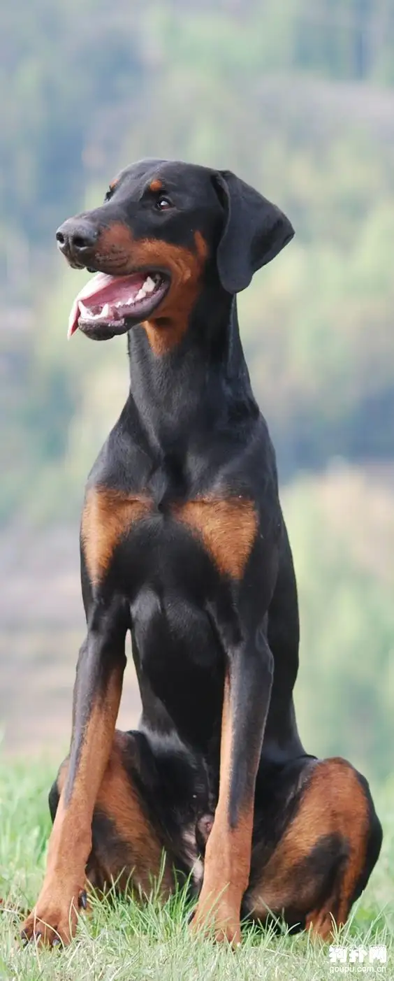 纯种杜宾犬的特征(纯种杜宾犬的特征视频讲解)