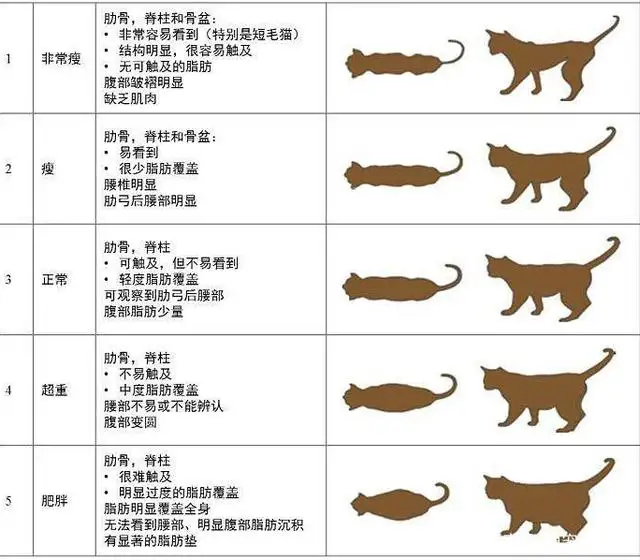 常见宠物猫的品种及价格(常见宠物猫的品种及价格图片)