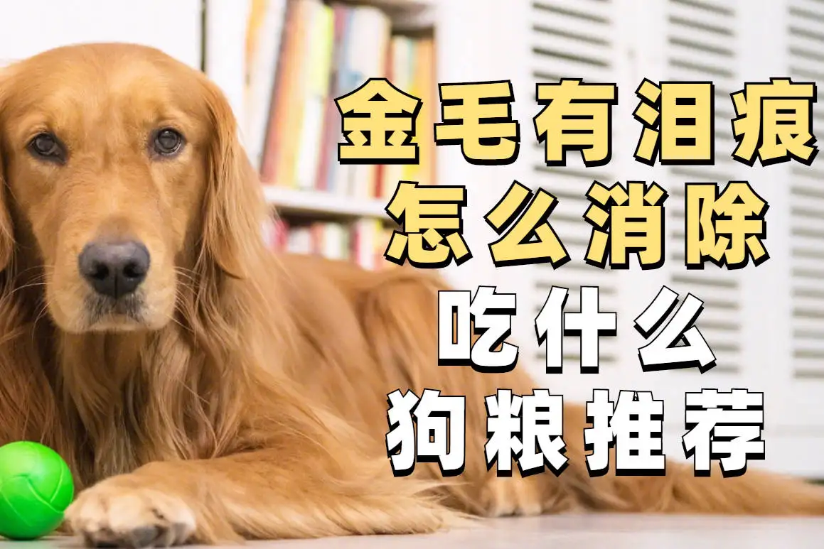 没有狗粮喂金毛吃什么(金毛吃什么狗粮毛发长得好)