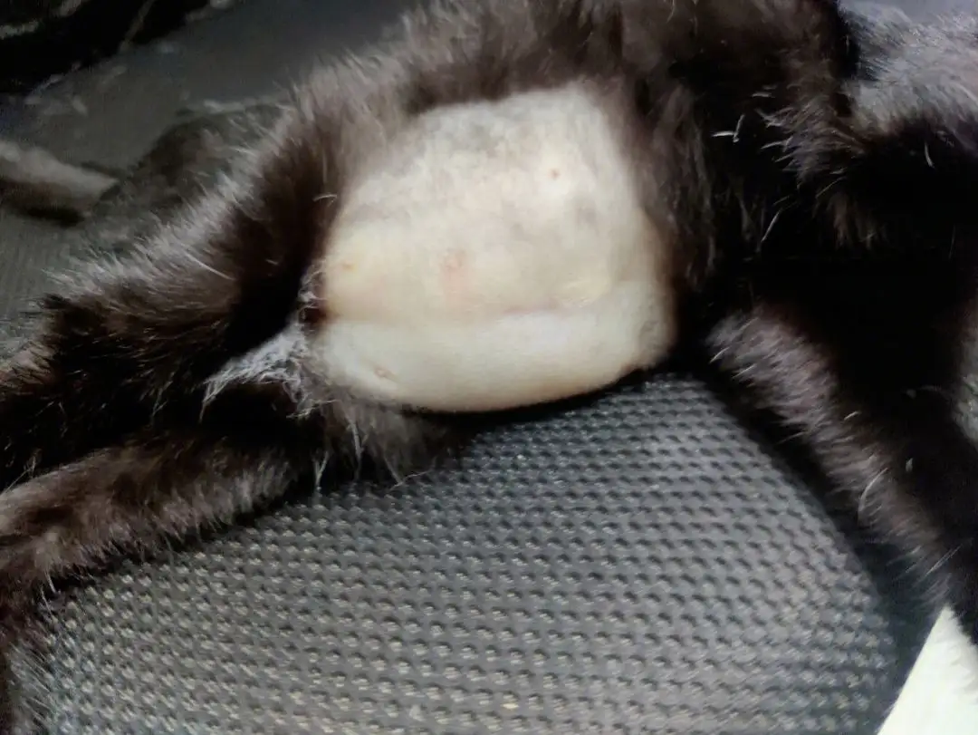猫腹水猫传腹(猫腹水和猫传腹哪个严重)