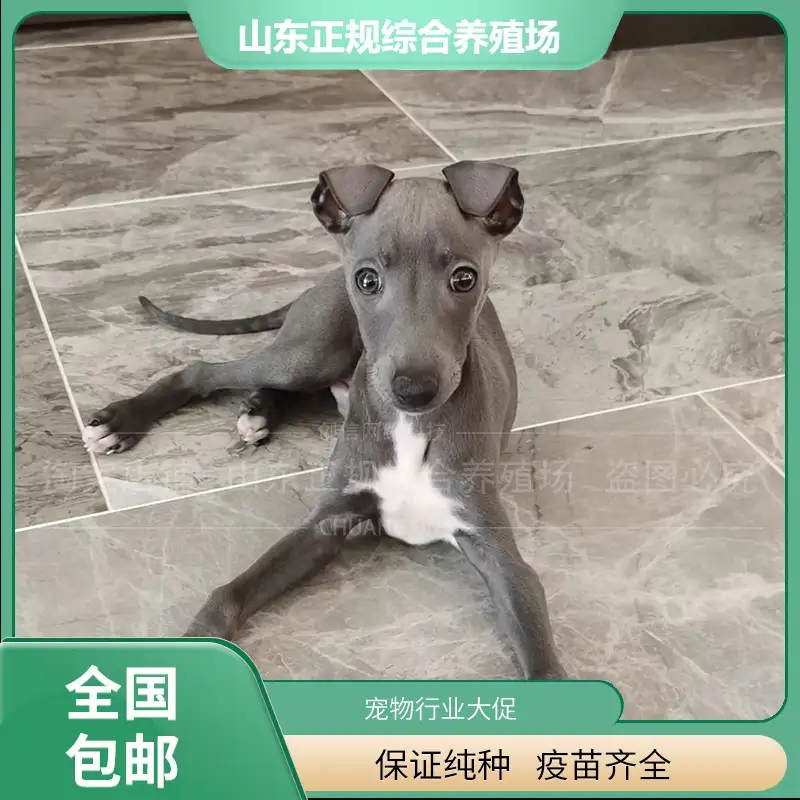 啥狗长不大(什么狗最小长不大)