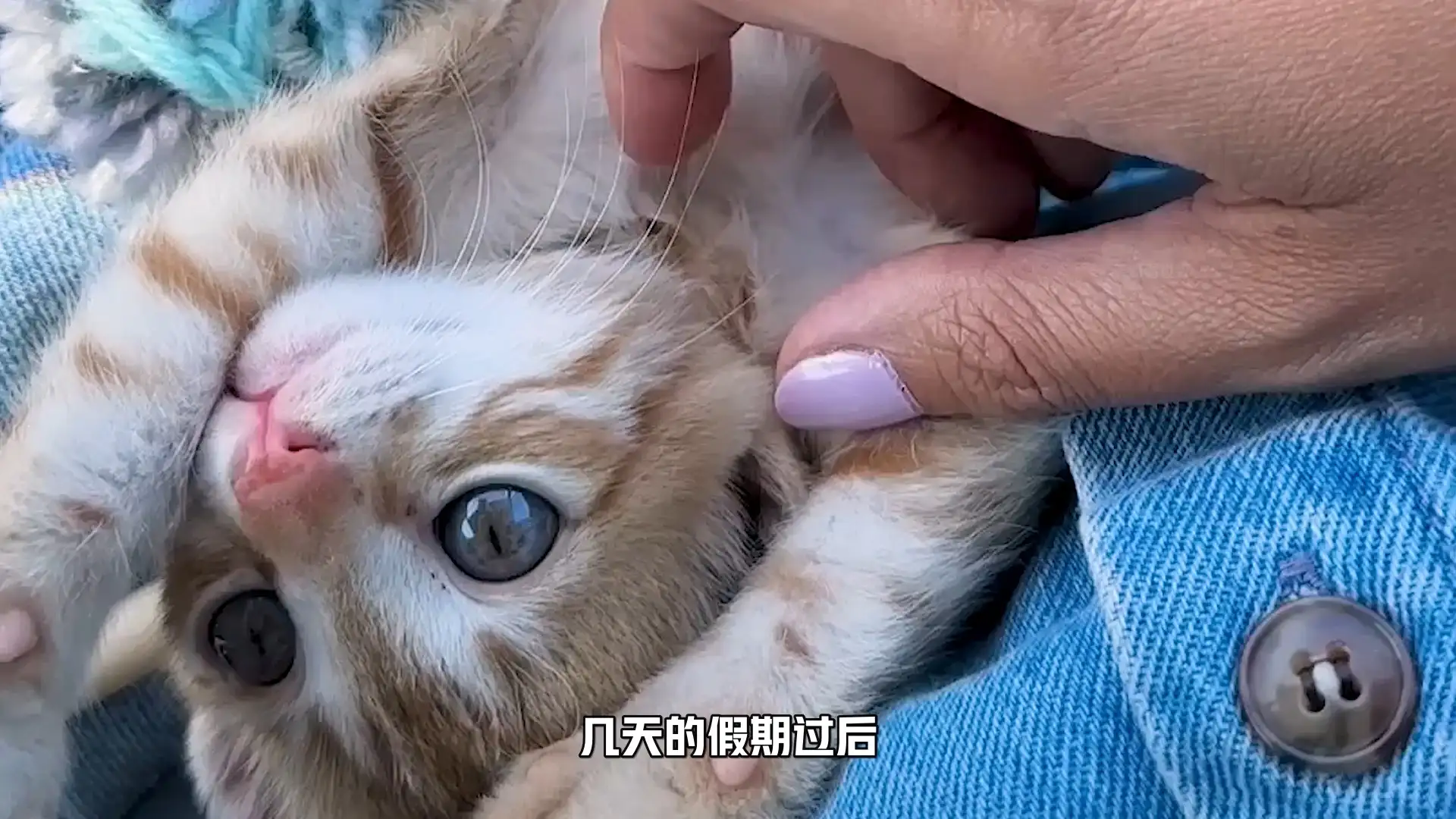 橘猫值多少钱一只(橘猫值多少钱一只图片)
