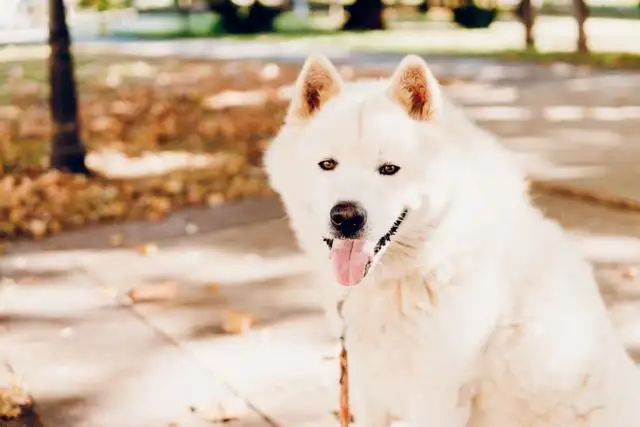 秋田犬是什么(秋田犬是什么类型的犬)