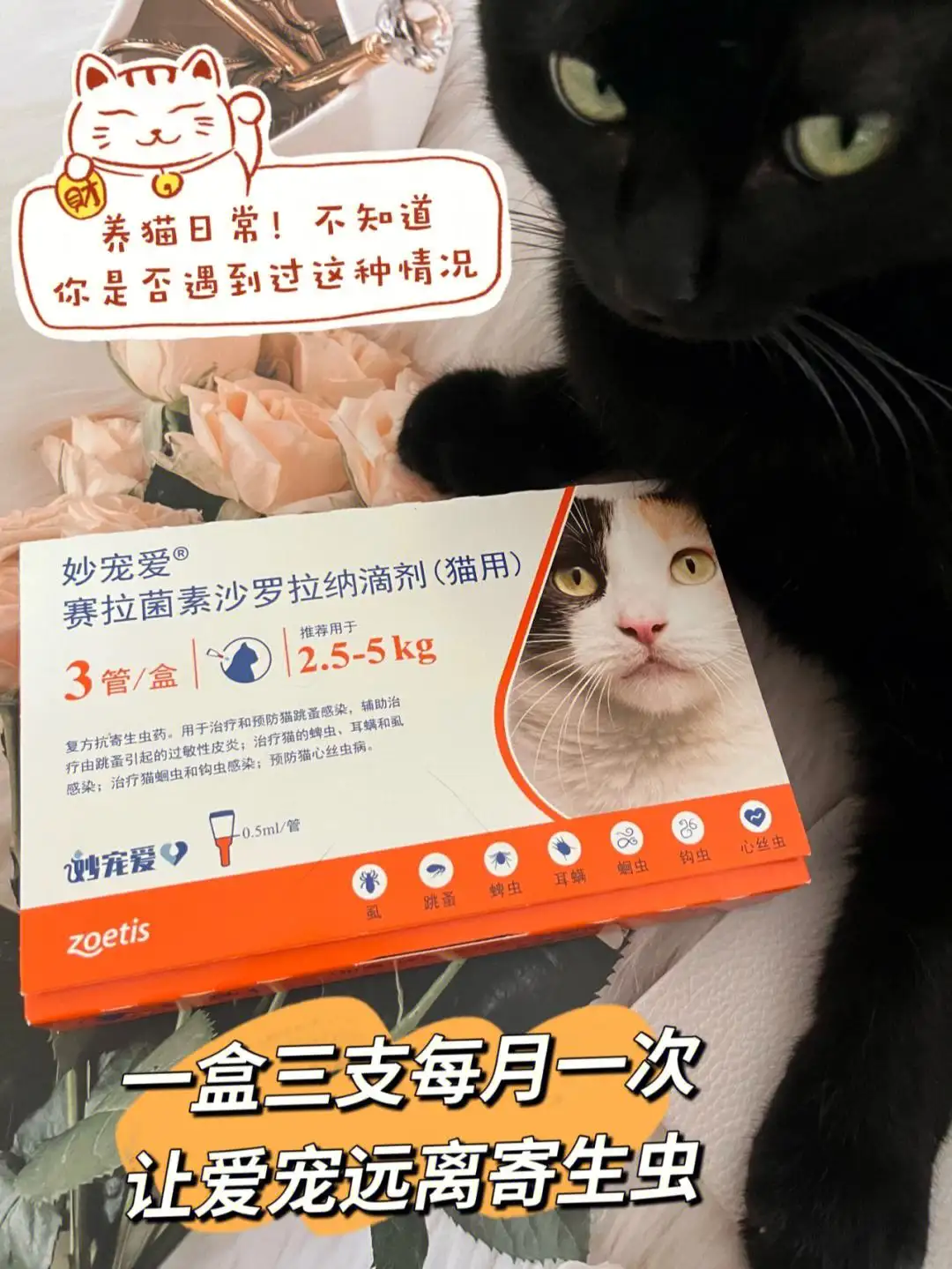 人驱虫药猫可以用吗(人体驱虫药可以给猫吃吗)