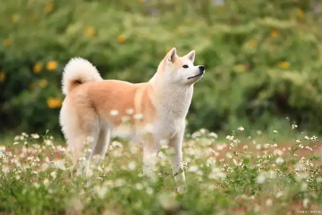 如何驯服秋田犬(如何驯服秋田犬视频)