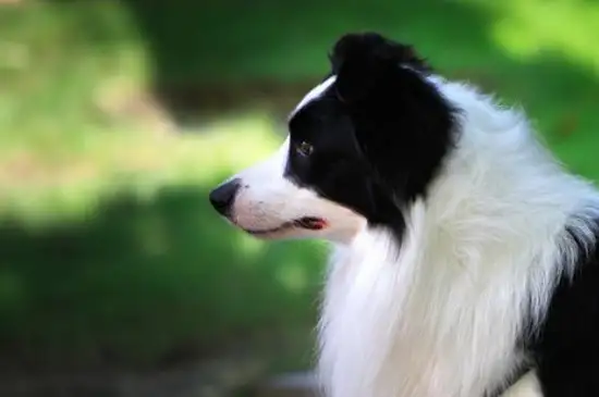 怎么挑选边境牧羊犬(怎么挑选边境牧羊犬图片)