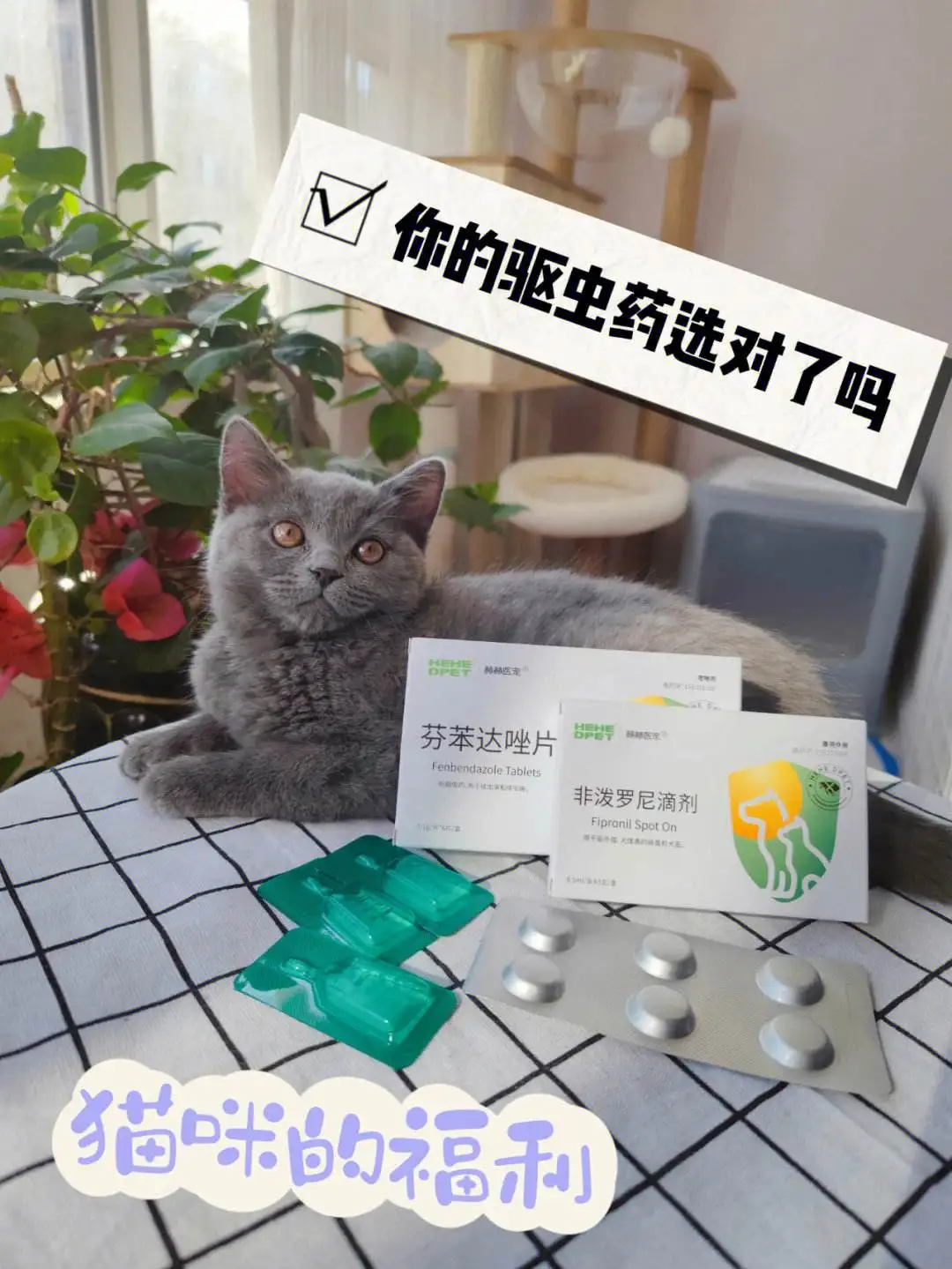 猫咪打虫药推荐(猫咪打虫药都有哪些)