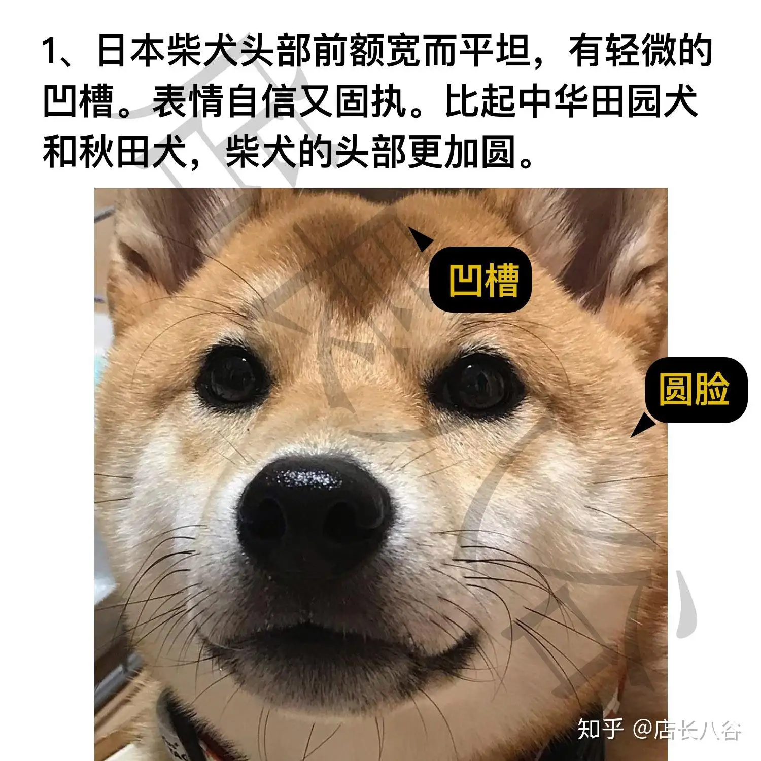 怎么选纯种柴犬(怎样挑选柴犬幼犬品相)