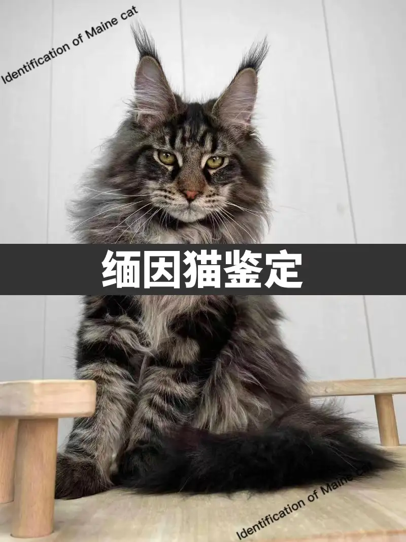 猫品种及价格(猫品种价格排行榜前十名及图片)