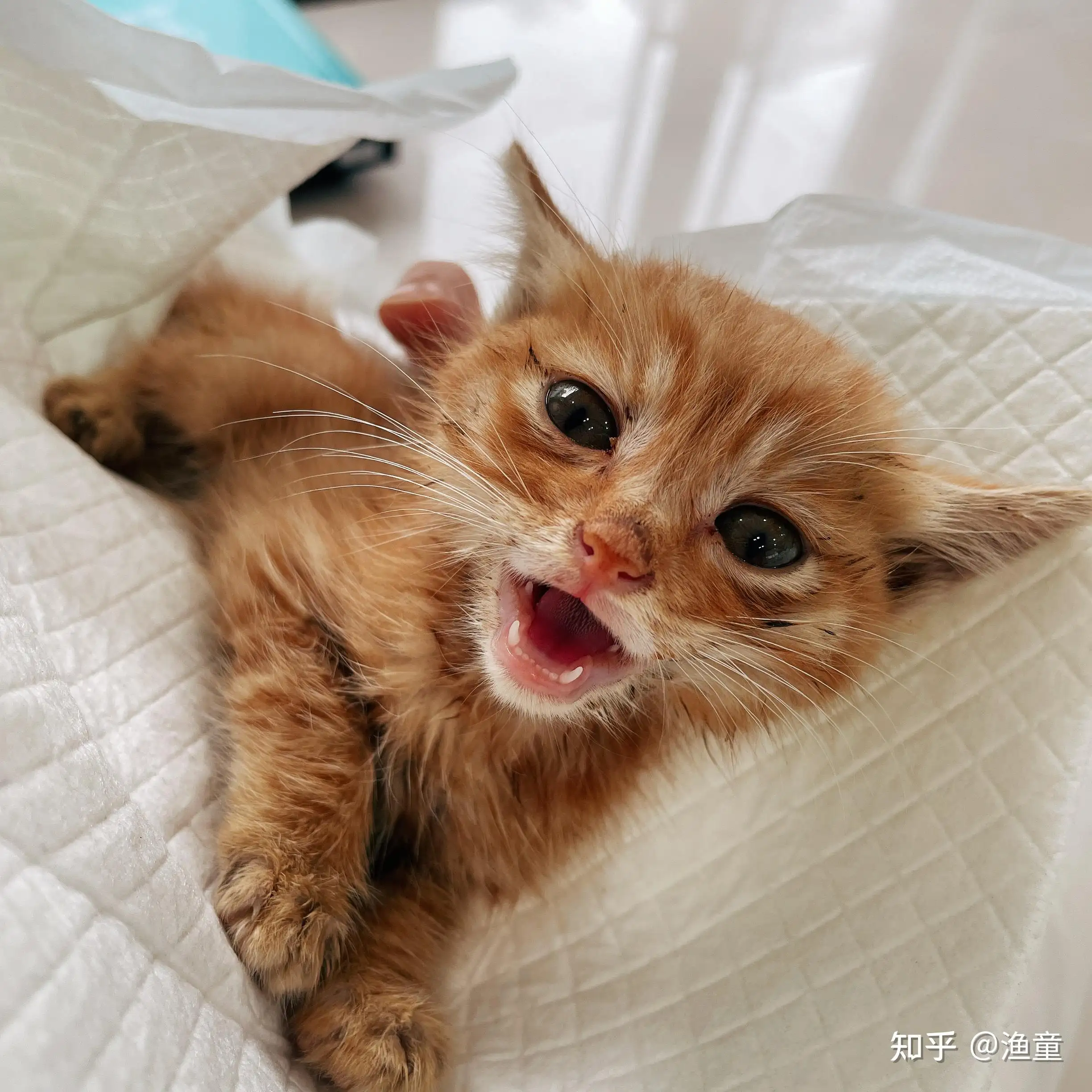 橘猫值多少钱一只(橘猫值多少钱一只图片)