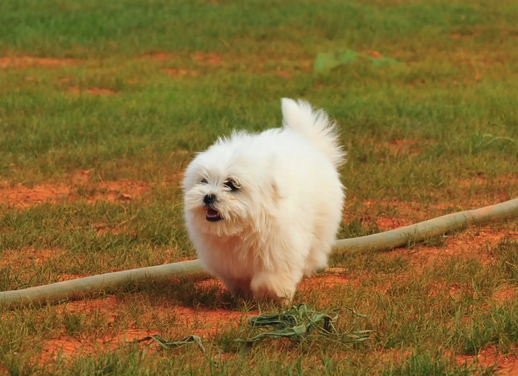 马尔济斯犬是哪个国家(狗狗智商排名1到100)
