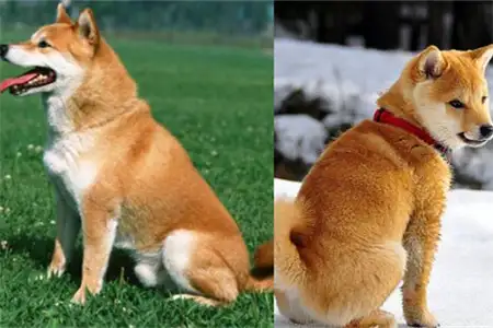 秋田犬柴犬区别(秋田犬柴犬区别图)