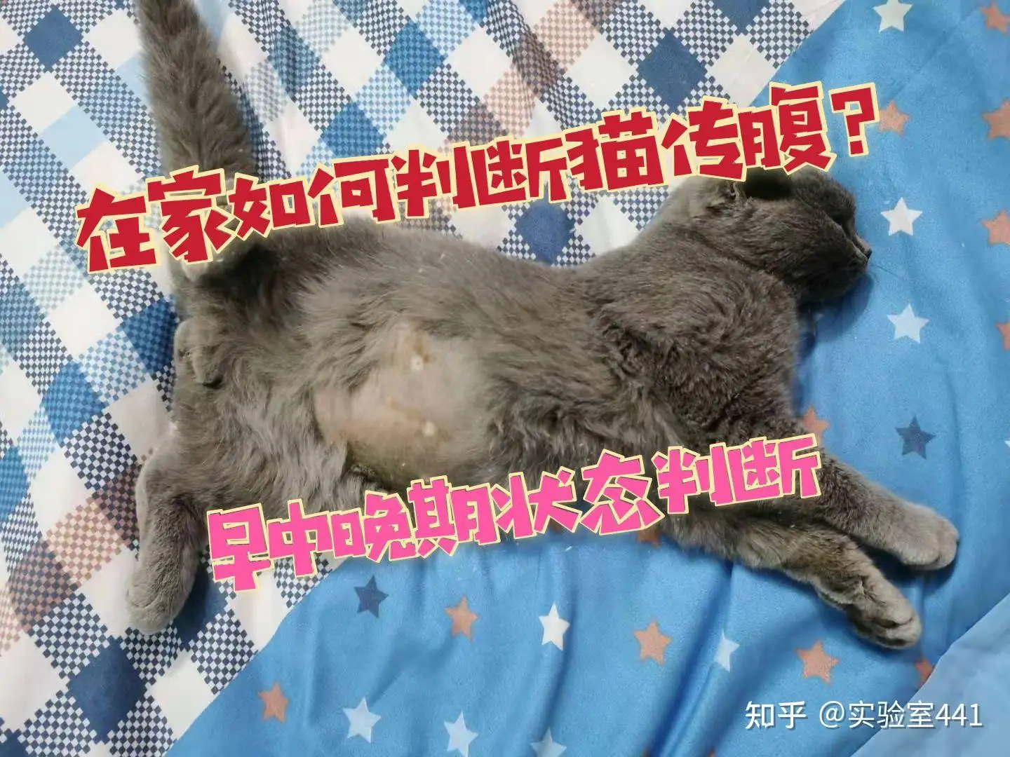 猫传腹传人吗?(猫传腹的概率大吗)