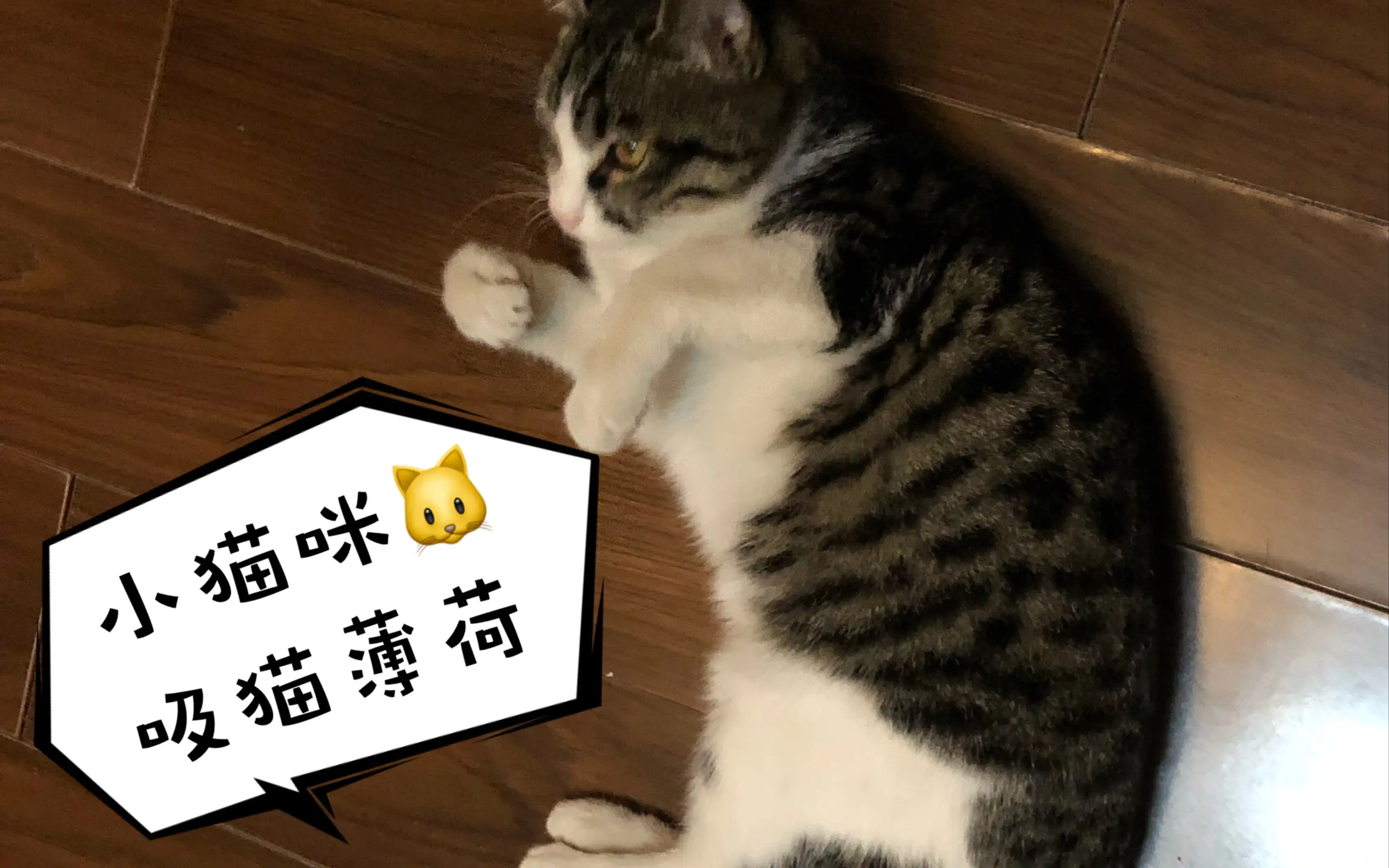 吸完猫薄荷的猫(猫吸完猫薄荷会乱尿吗)