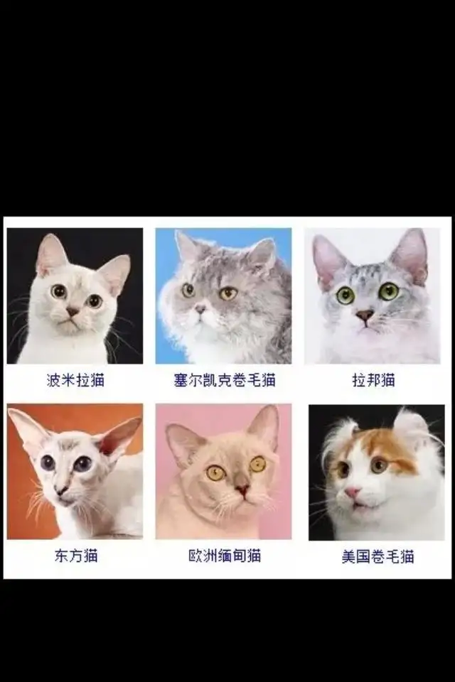 猫的品种及颜色(猫的品种及颜色有哪些)