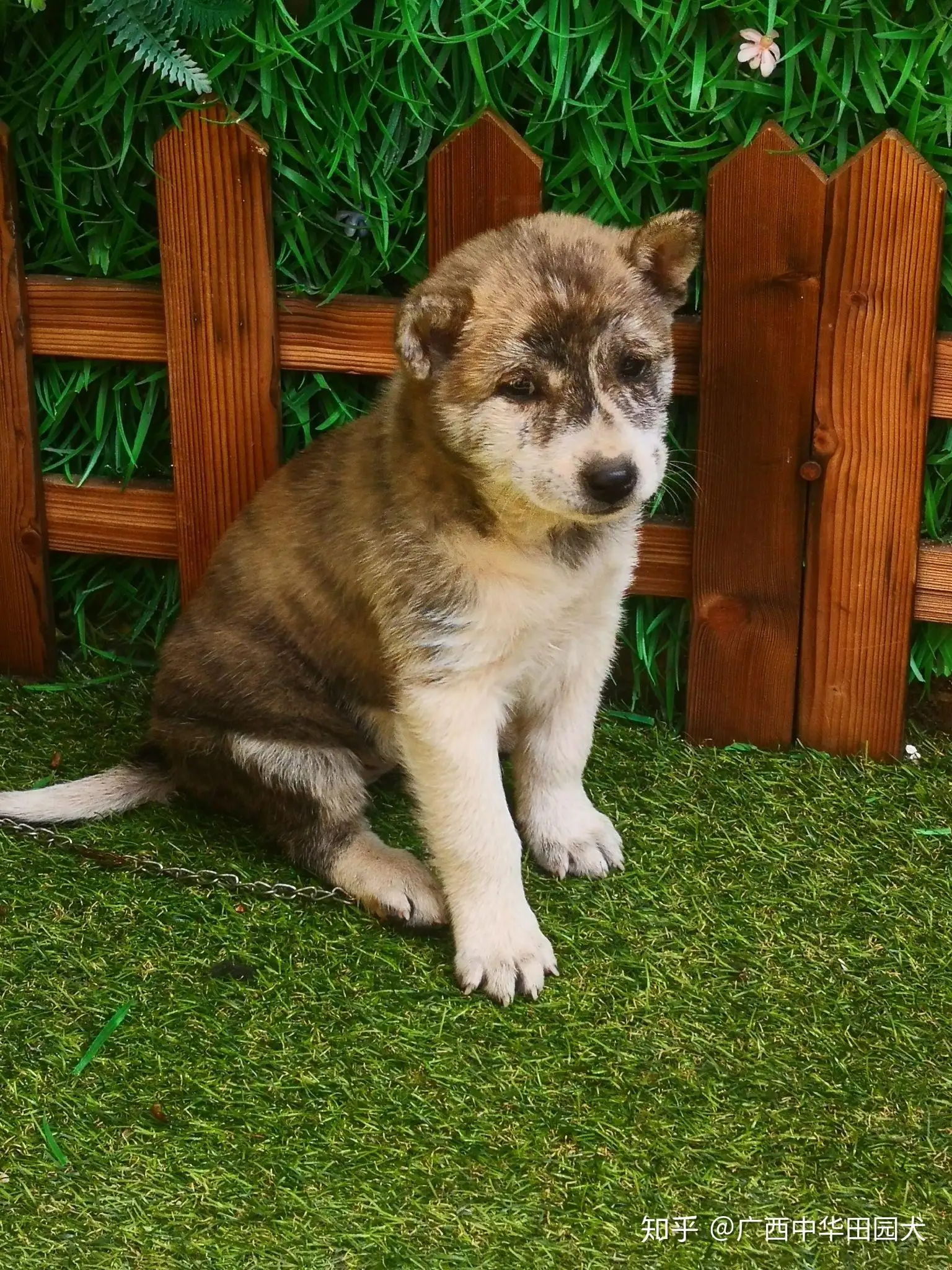 常见中华田园犬(常见中华田园犬有哪些)