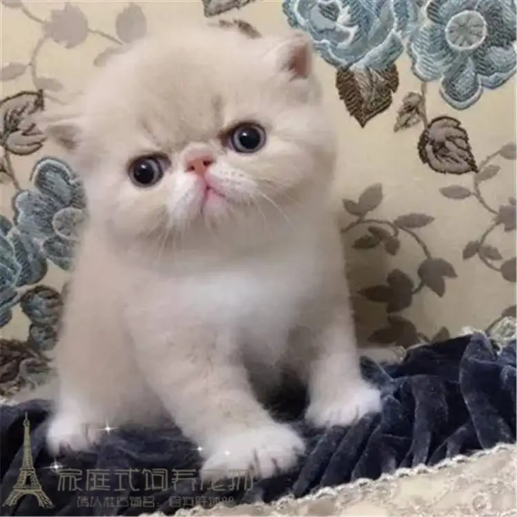 异国短毛猫购买(异国短毛猫能长多大)