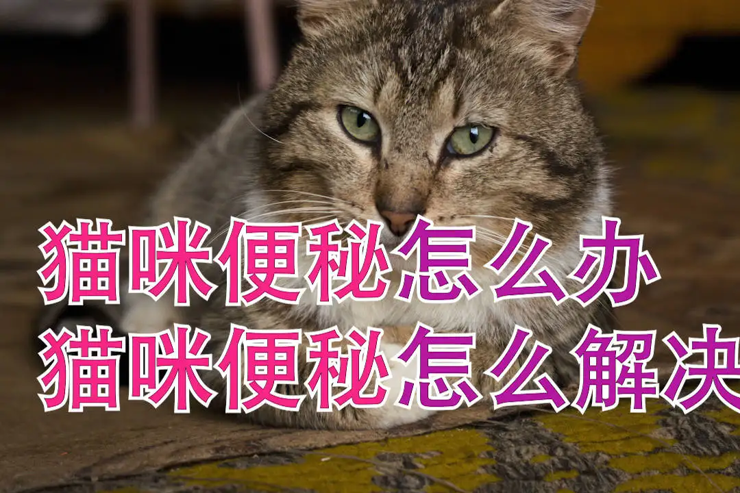 猫咪长期便秘怎么办(猫便秘时间长了会怎么办)