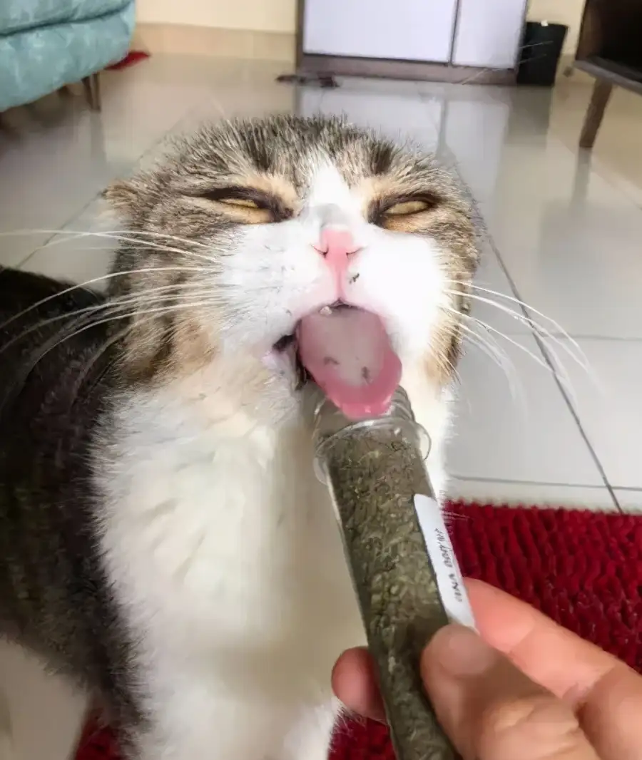 吸完猫薄荷的猫(猫吸完猫薄荷会乱尿吗)