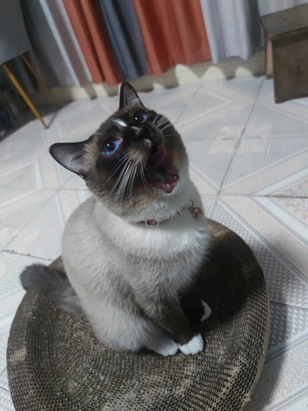 暹罗猫系列(暹罗猫系列少女心)