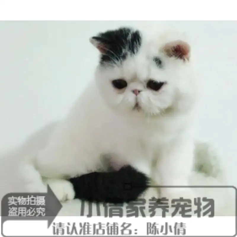 普通宠物猫多少钱(宠物猫一般多少钱?)