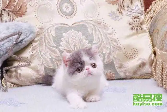 异国短毛猫购买(异国短毛猫能长多大)