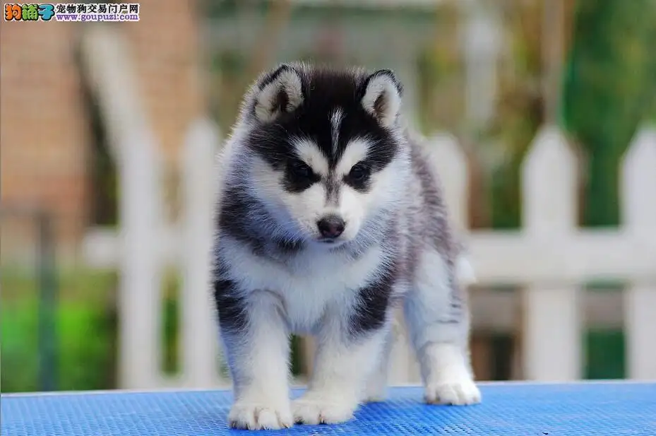 哪里买哈士奇幼犬(哪里买哈士奇幼犬比较好)