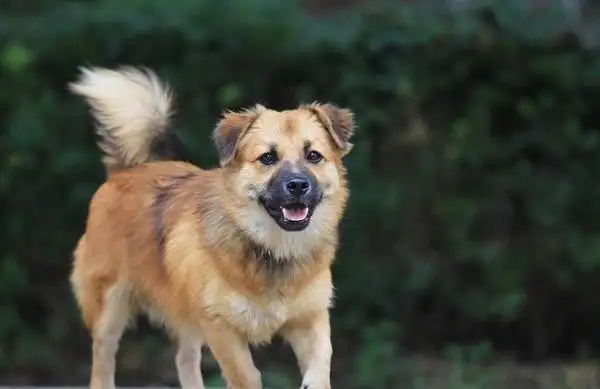 外国养中华田园犬的多吗(外国养中华田园犬的多吗知乎)