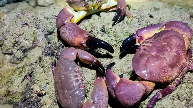 海边的小螃蟹吃什么食物好养活(海边的小螃蟹吃什么食物好养活呢)