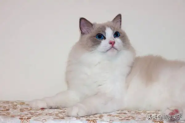 布偶猫一般什么价位(布偶猫价格最便宜多少)