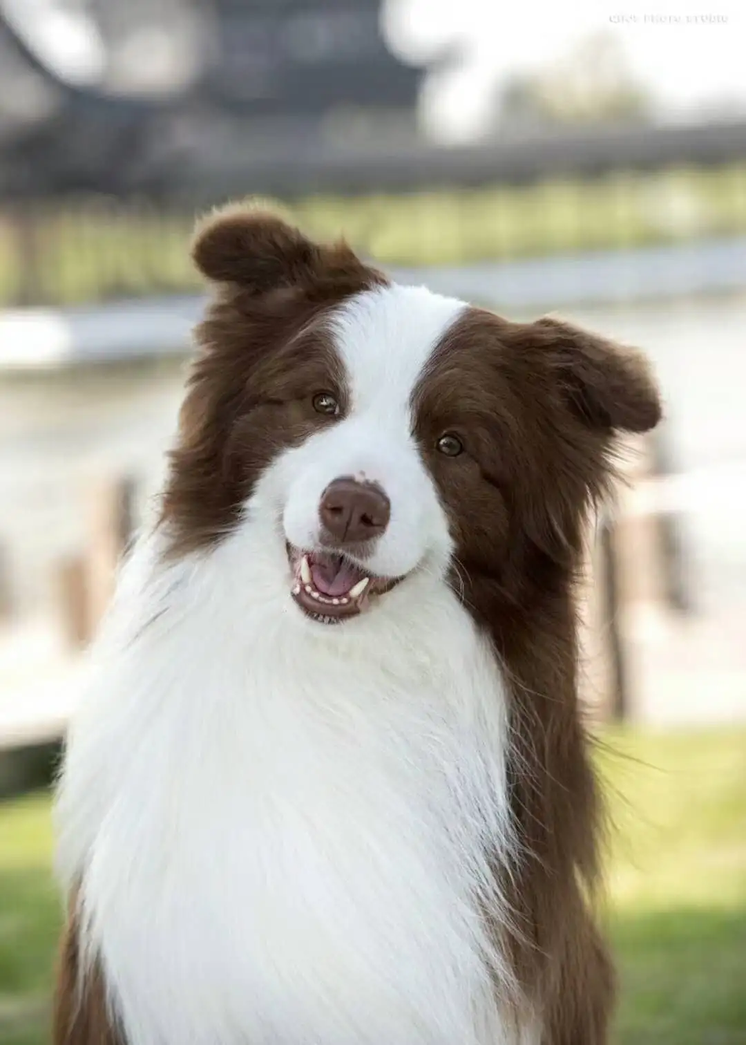 边境牧羊犬一只(边境牧羊犬一只眼睛是蓝色一只眼是褐色)