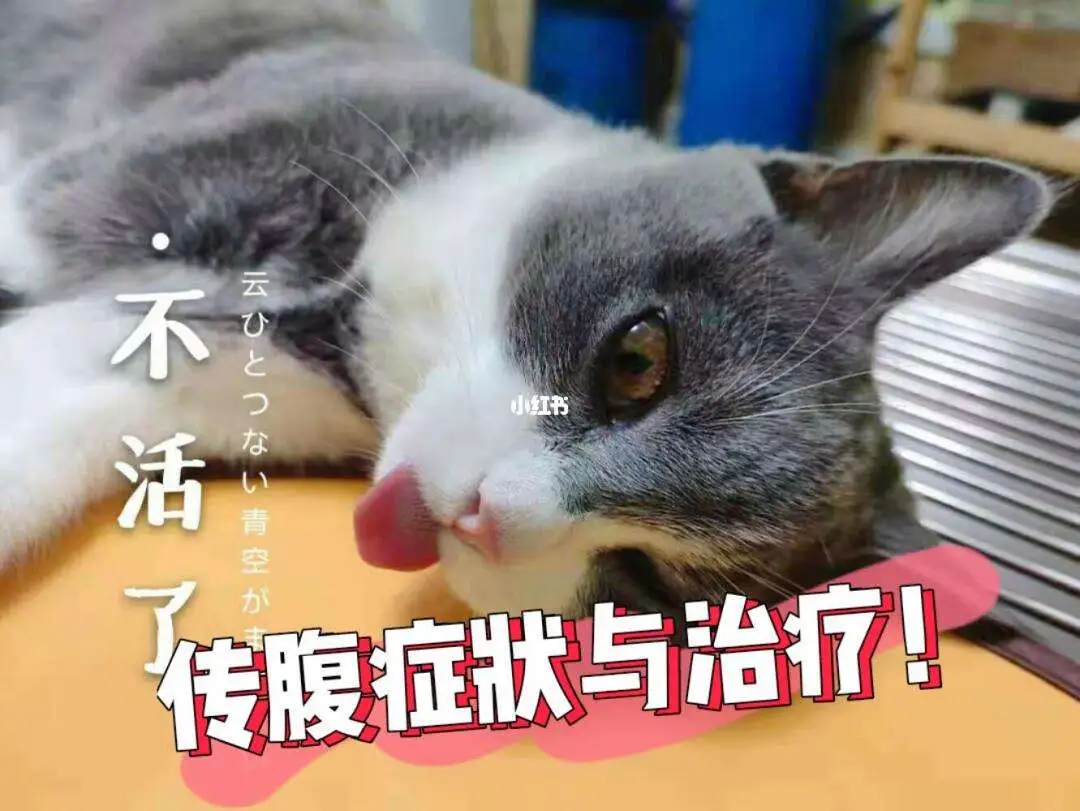 猫干性传腹神经症状治疗(猫咪得了干性传腹会自愈吗)