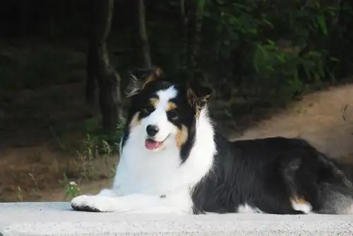 边境牧羊犬一只(边境牧羊犬一只眼睛是蓝色一只眼是褐色)