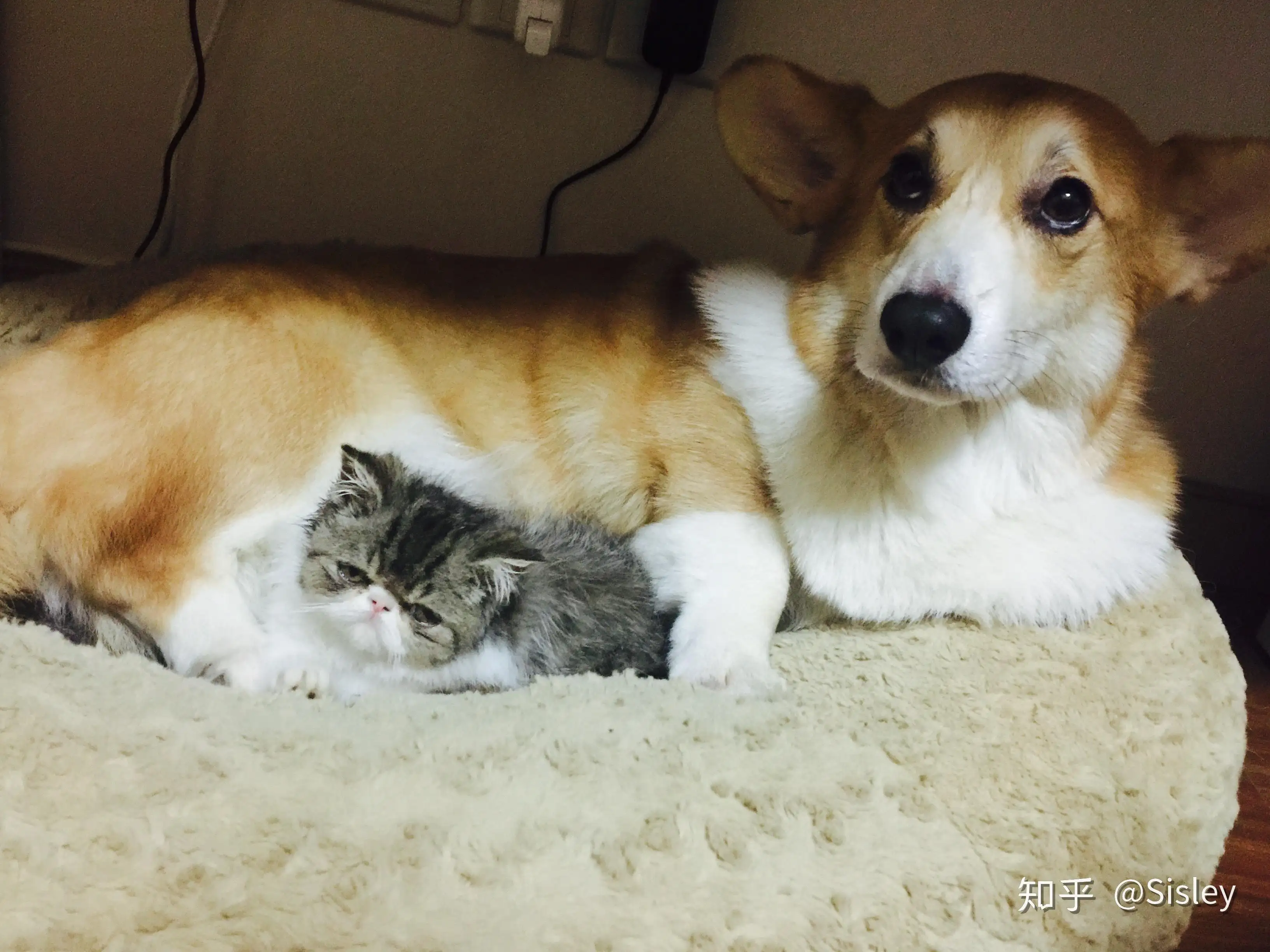 养猫和养狗哪个省心(养猫比养狗哪个更省钱)