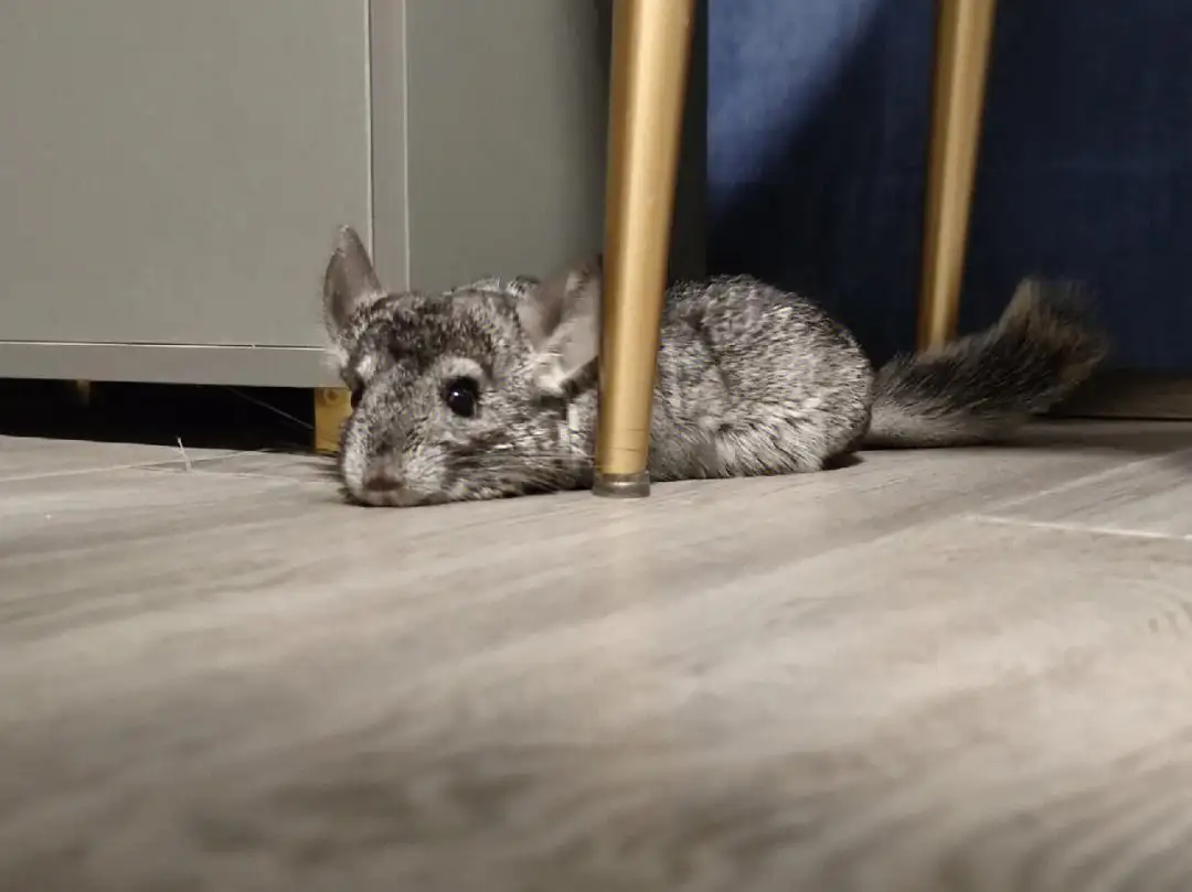 龙猫养殖(龙猫养殖方法)