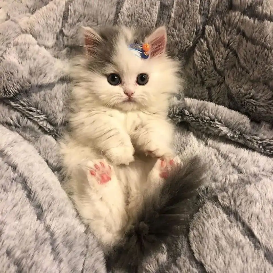 猫猫一般怀孕几个月生产(猫猫一般怀孕多少个月就生了)
