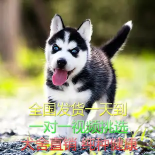 小型犬买什么好(小型犬买什么好养活)