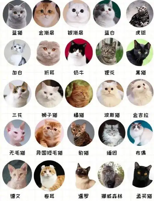 猫的寿命一般有多长时间啊(猫的寿命是多少年?猫的寿命有多长久?)