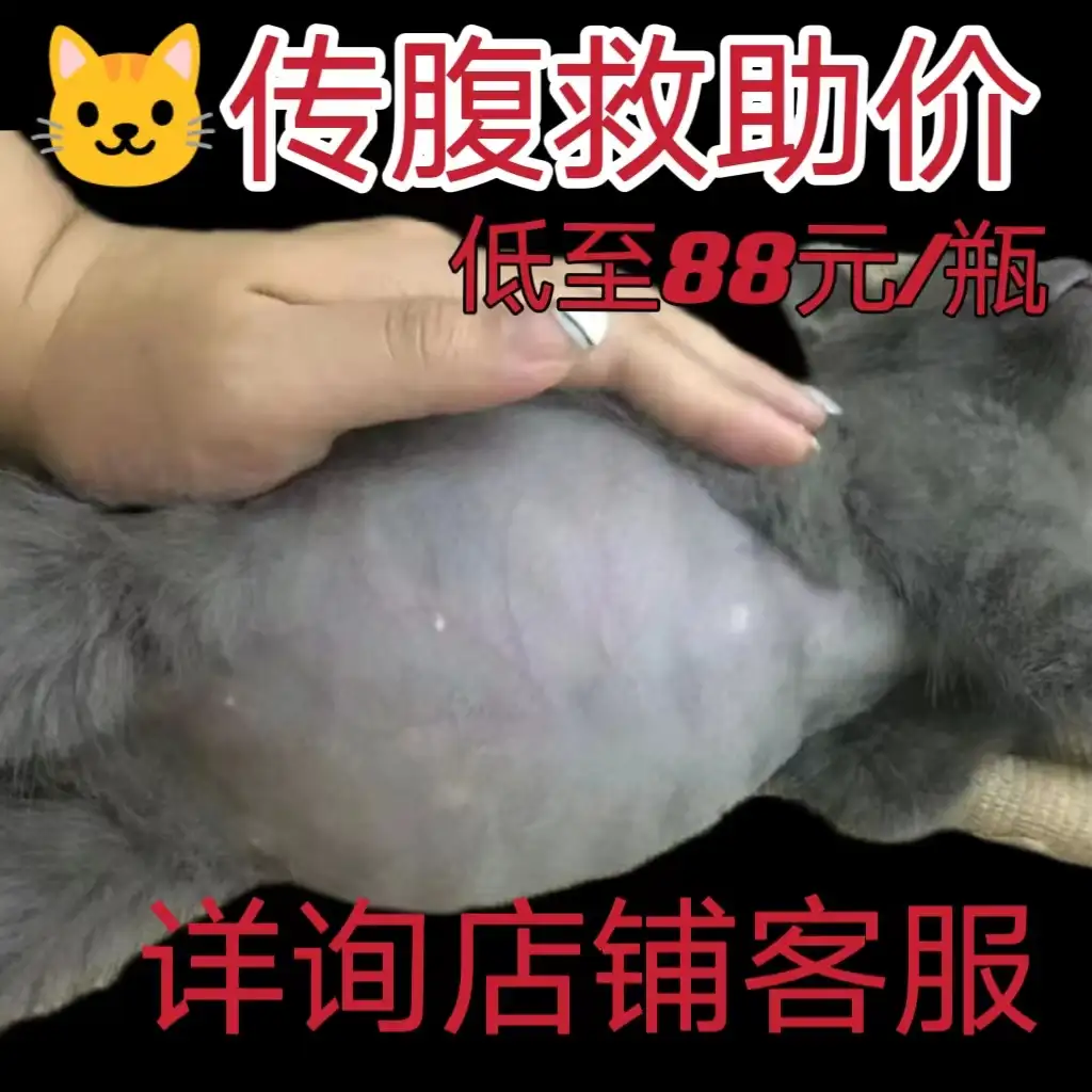 猫传腹怎么导致(猫传腹是什么原因引起)