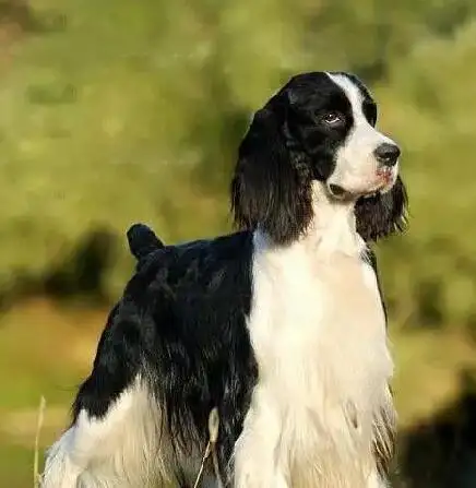 狗史宾格(史宾格犬图片)