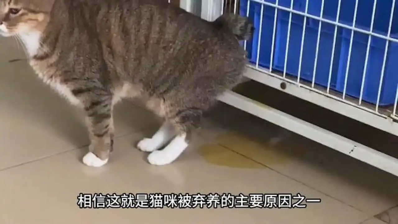 车上去除猫尿的味道(车内猫尿味怎么去除洗车店)