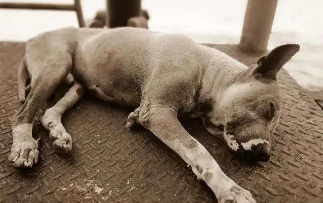 狗狗临终前的症状(狗狗临终前的症状表现)